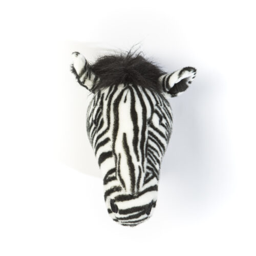 Zebra Daniel